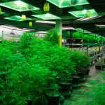 U.S. Attorney: ‘Massive’ Overproduction Feeding Black Market shutterstock 607978862