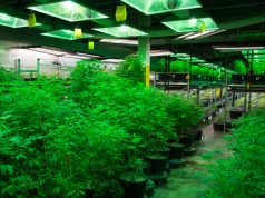 U.S. Attorney: ‘Massive’ Overproduction Feeding Black Market shutterstock 607978862