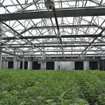 Canndescent Completes the World’s First Commercial-scale Solar Project in Cannabis Canndescent mgmagazine 03081