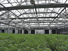 Canndescent mgmagazine 03081