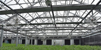 Canndescent Completes the World’s First Commercial-scale Solar Project in Cannabis Canndescent mgmagazine 03081