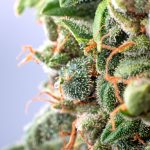 Jersey Gov. Murphy Pushes Hard on Cannabis Legalization mg Magazine New Jersey Govenror Phil Murphy Marijuana Legalization
