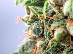 Jersey Gov. Murphy Pushes Hard on Cannabis Legalization mg Magazine New Jersey Govenror Phil Murphy Marijuana Legalization