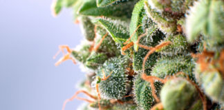 Jersey Gov. Murphy Pushes Hard on Cannabis Legalization mg Magazine New Jersey Govenror Phil Murphy Marijuana Legalization