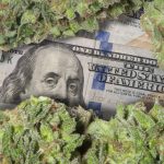 Wholesale Cannabis Prices Continue to Drop mg magazine cannabis prices drop