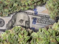 Wholesale Cannabis Prices Continue to Drop mg magazine cannabis prices drop