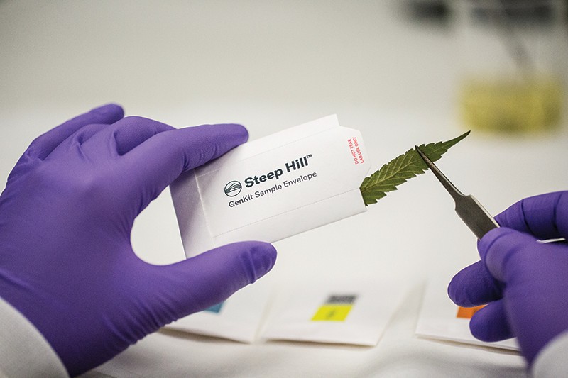 Steep Hill’s GenKit helps identify male cannabis plants.