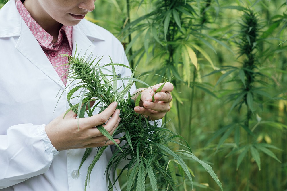 mg magazine: On-site collection of cannabis samples from a farm.