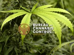 Weedmaps Pushes Back Against Bureau of Cannabis Control mg magazine california bureau of cannabis control