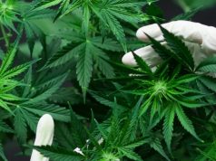 FDA Seeking Public Comments on Cannabis Rescheduling FDA UN WHO cannabis classification mg retailer e1523044198954