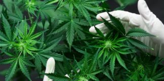 FDA Seeking Public Comments on Cannabis Rescheduling FDA UN WHO cannabis classification mg retailer e1523044198954