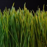 Scotts Miracle Gro Acquires Sunlight Supply Co. Grass dsc08672 nevit