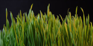 Scotts Miracle Gro Acquires Sunlight Supply Co. Grass dsc08672 nevit