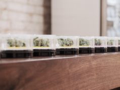 MedMen Takes Manhattan MedMen sample jars mg magazine