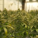 Acreage Plans for Big New Jersey Expansion Acreage Cannabis New Jersey mg Retailer