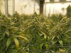 Acreage Plans for Big New Jersey Expansion Acreage Cannabis New Jersey mg Retailer