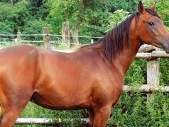 Applied Biosciences Corp. Introduces CBD Products for Equine Health