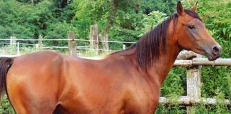 Applied Biosciences Corp. Introduces CBD Products for Equine Health