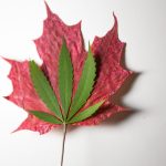 Canadians Paying Less for Cannabis Than Americans Canadian cannabis prices less than America mg Retailer