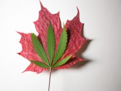 Canadians Paying Less for Cannabis Than Americans Canadian cannabis prices less than America mg Retailer