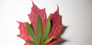 Canadians Paying Less for Cannabis Than Americans Canadian cannabis prices less than America mg Retailer