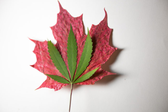 Canadian cannabis prices less than America mg Retailer