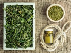 Oregon Cannabis Growers Shifting Toward Hemp Production marijuana growers turning to hemp in Oregon mg Retailer