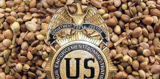 DEA says it Won’t Prohibit Cannabis Stems, Seeds for Product Use, Sale DEA Stems Seeds mg magaizne