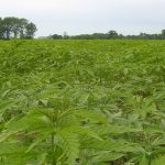 Senate Inches Closer to Hemp Farming Act Hemp mg magazine
