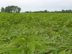 Senate Inches Closer to Hemp Farming Act Hemp mg magazine