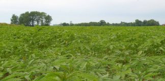 Senate Inches Closer to Hemp Farming Act Hemp mg magazine