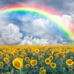 June Strains: Rainbows and Road Trips Rainbow strains mg magazine