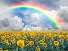 June Strains: Rainbows and Road Trips Rainbow strains mg magazine