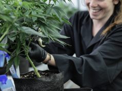Cultivation Offers Highest Earning Potential for Cannabis Workers cultivation