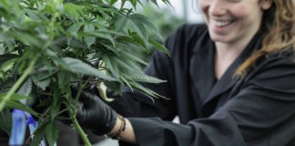 Cultivation Offers Highest Earning Potential for Cannabis Workers cultivation