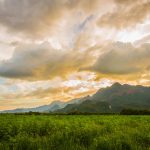 6 States With the Largest Hemp Industries hemp fields mg retailer