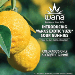 Introducing Colorado’s Only 2:1 CBD / THC Gummie: Wana Brands’ Exotic Yuzu Sour Gummies wana exotic yuzu sour gummies mg magazine