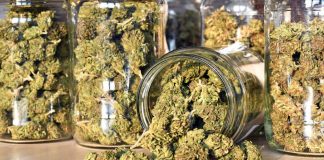 Bill Introduced to Allow Federal Employees to use Cannabis in Legal States cannabis mg magazine