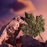 40 Percent of Americans Upbeat about Rec Use in Canada