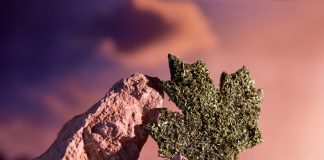 40 Percent of Americans Upbeat about Rec Use in Canada