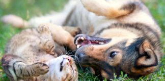 4 CBD Tinctures for Pets to Help Stay Calm on Fourth of July cats and dogs CBD Today