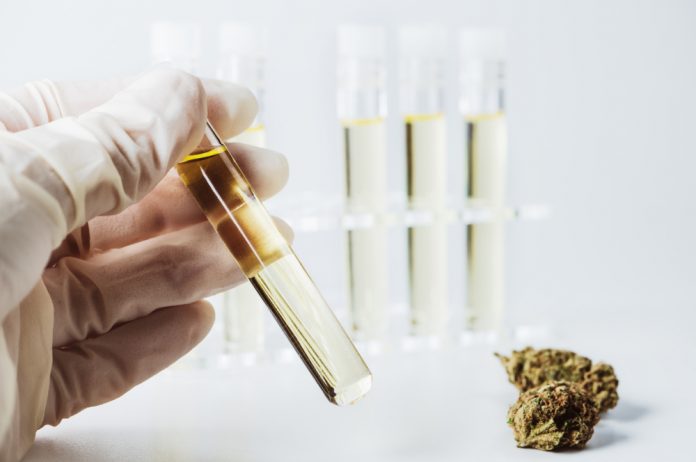 Florida cannabis lab tests