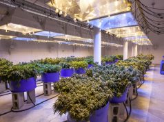 5 Cannabis Cultivation Consultation Companies Operating Nationwide cannabis cultivation consultants 1