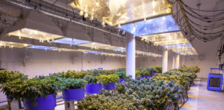 5 Cannabis Cultivation Consultation Companies Operating Nationwide cannabis cultivation consultants 1