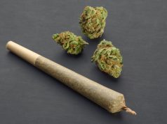 5 Pre-Rolls You’ll Want to Stock in Your Oregon Dispensary cannabis pre rolls Oregon mg Retailer 1