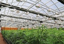 Four Ways to Improve Bud Quality