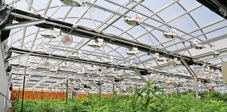 Four Ways to Improve Bud Quality