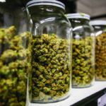 Beating the Heat: The Biggest Sin in Sin City May Be the Desert’s Effect on Flower Quality TheSource Jars of Flower mg magazine