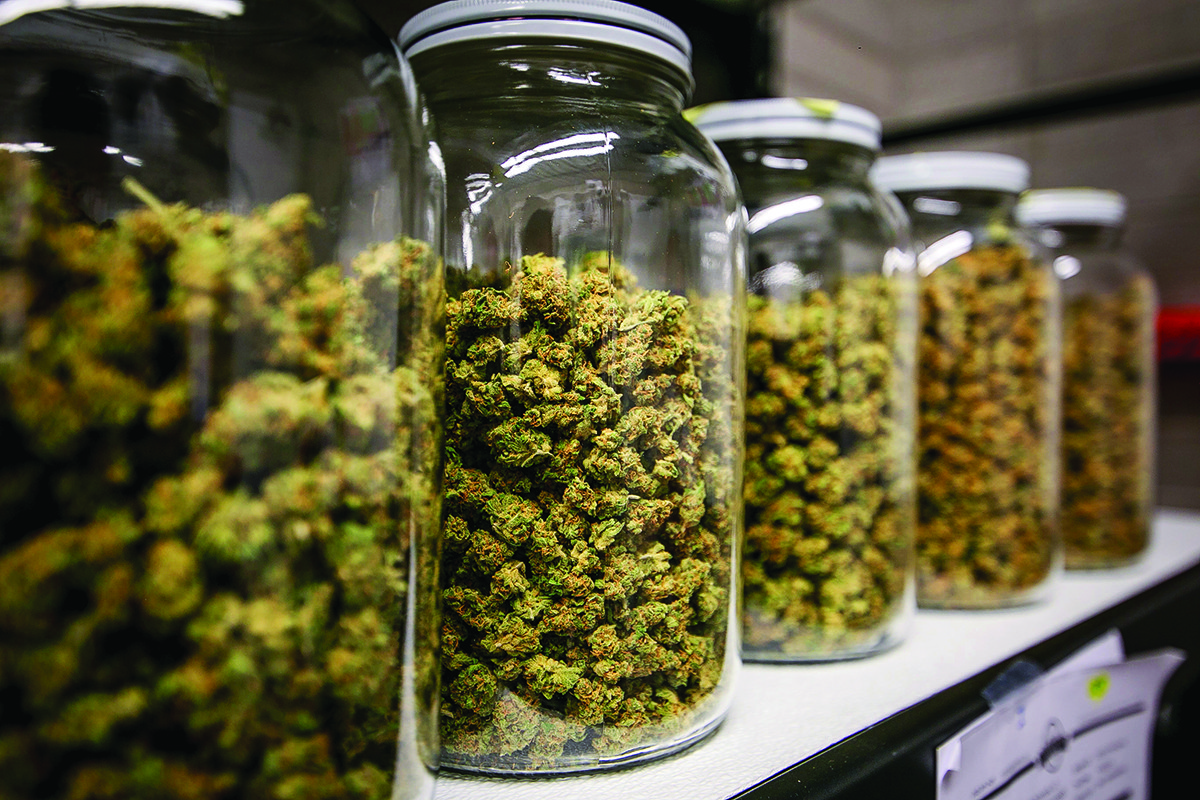 Покупка семян конопли это легально сроки определения марихуаны
