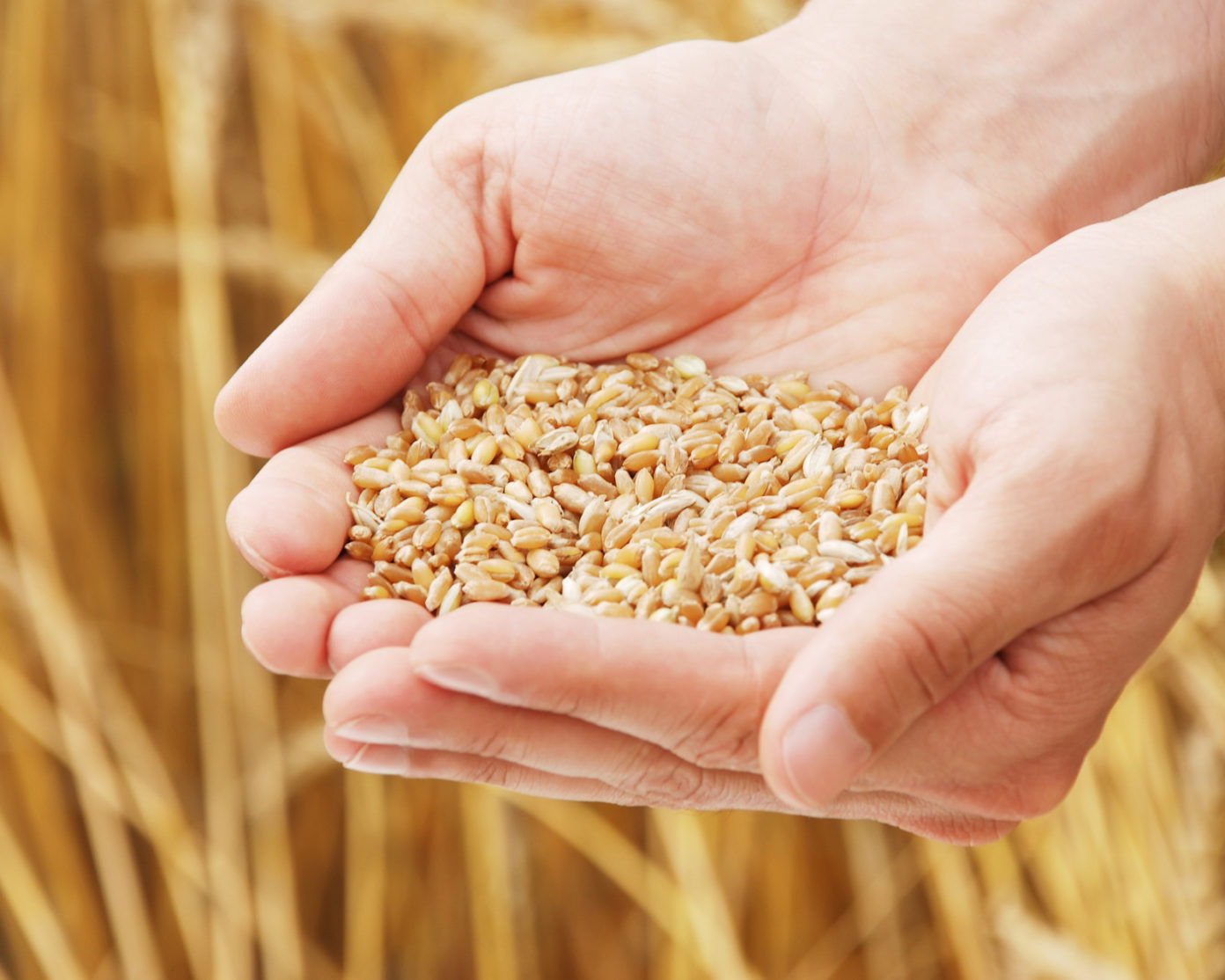 Качество и безопасность зерна